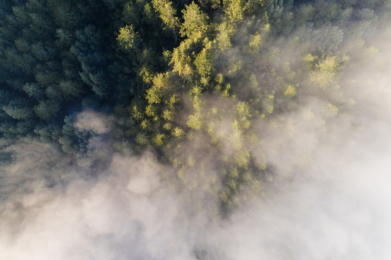 aerial view tree woodland and forest 4k