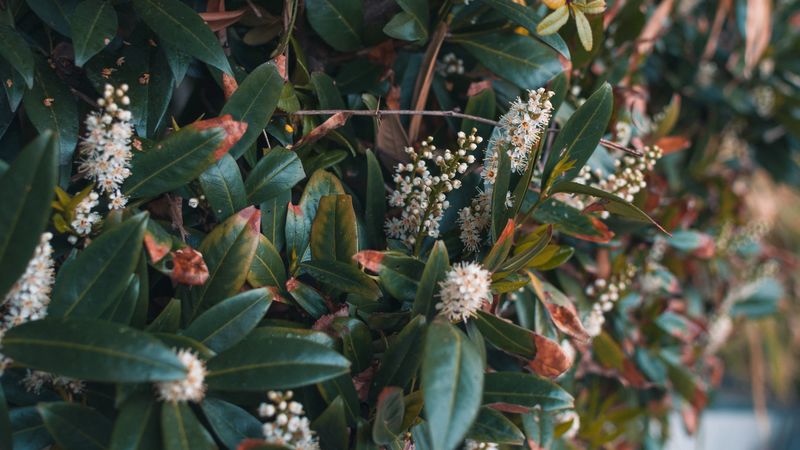 plant, flowers, bush, 4k