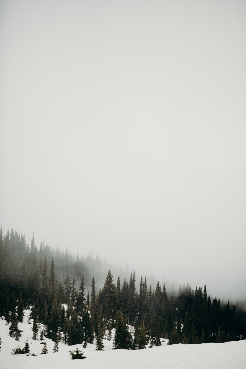mountain tree woodland and forest hd, 4k