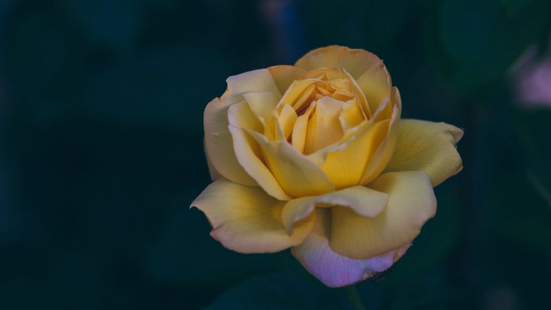 rose, bud, yellow, petals, 4k