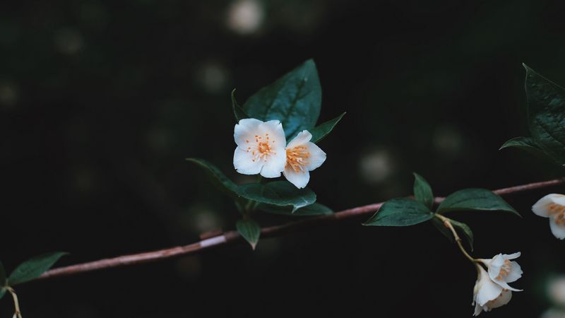 flowers, branch, petals, close-up, 4k