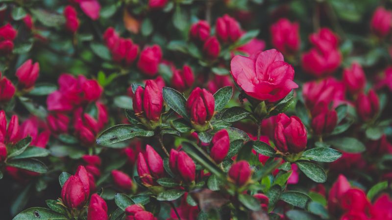 flowers, bush, petals, 4k