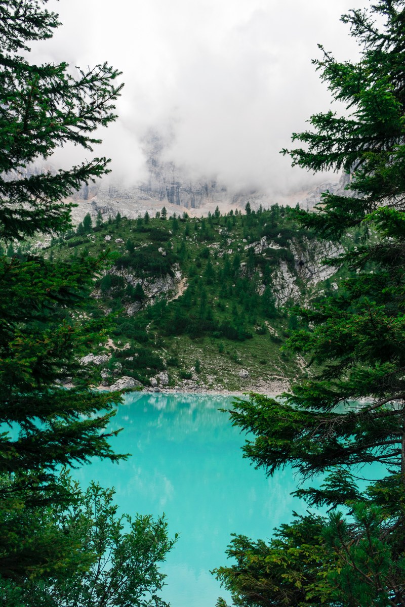 fir forest landscape and lake hd, 4k