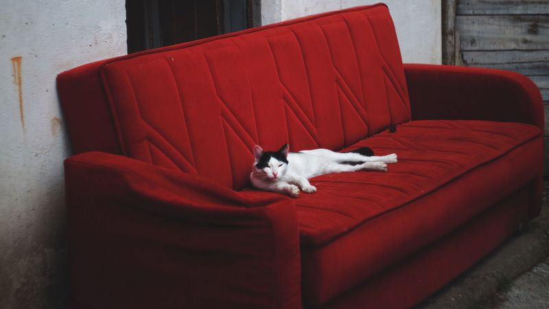 cat, sofa, lies, 4k