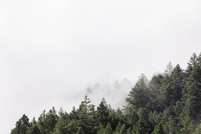 mist and white sky over pine trees in mount tamalpais state park, white skies over a forest 4k