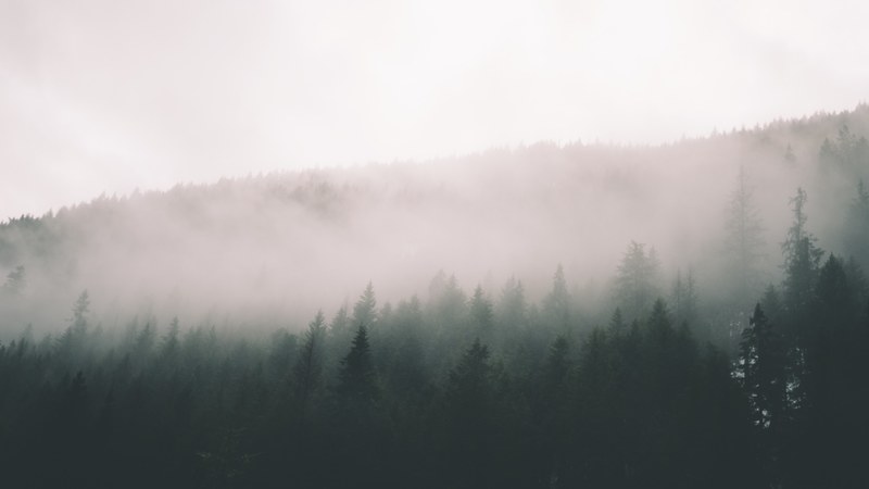 a thick fog over silhouettes of coniferous trees, misty mountains 4k