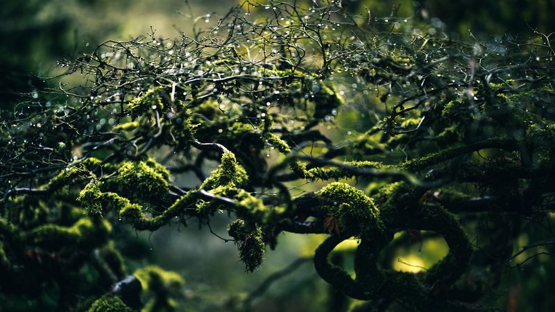 moss, branches, drops, 4k
