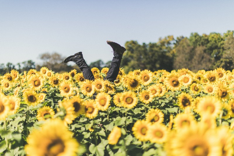 sunflower sunflower field handstand and yellow 4k