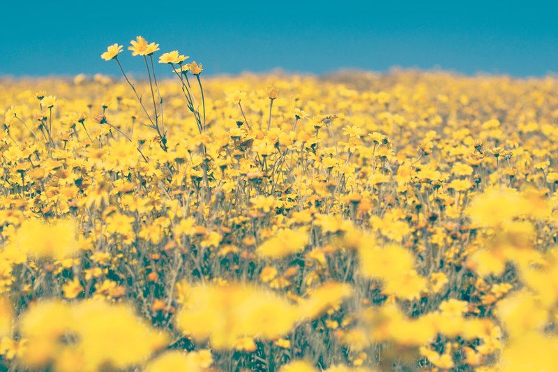 a meadow full of yellow buttercup flowers in full bloom, wild 4k