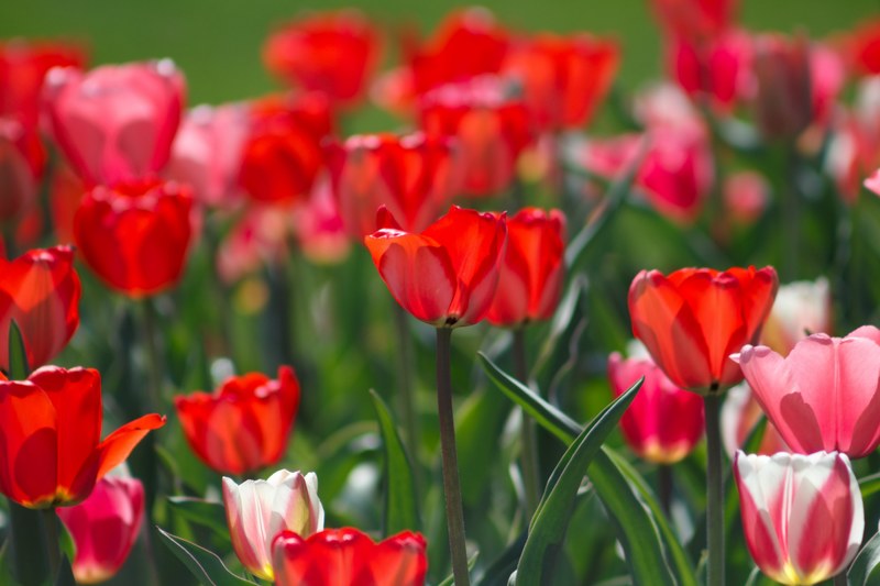 seasonal tulip flowers in full bloom with green stems in spring logan utah temple, spring tulips 4k