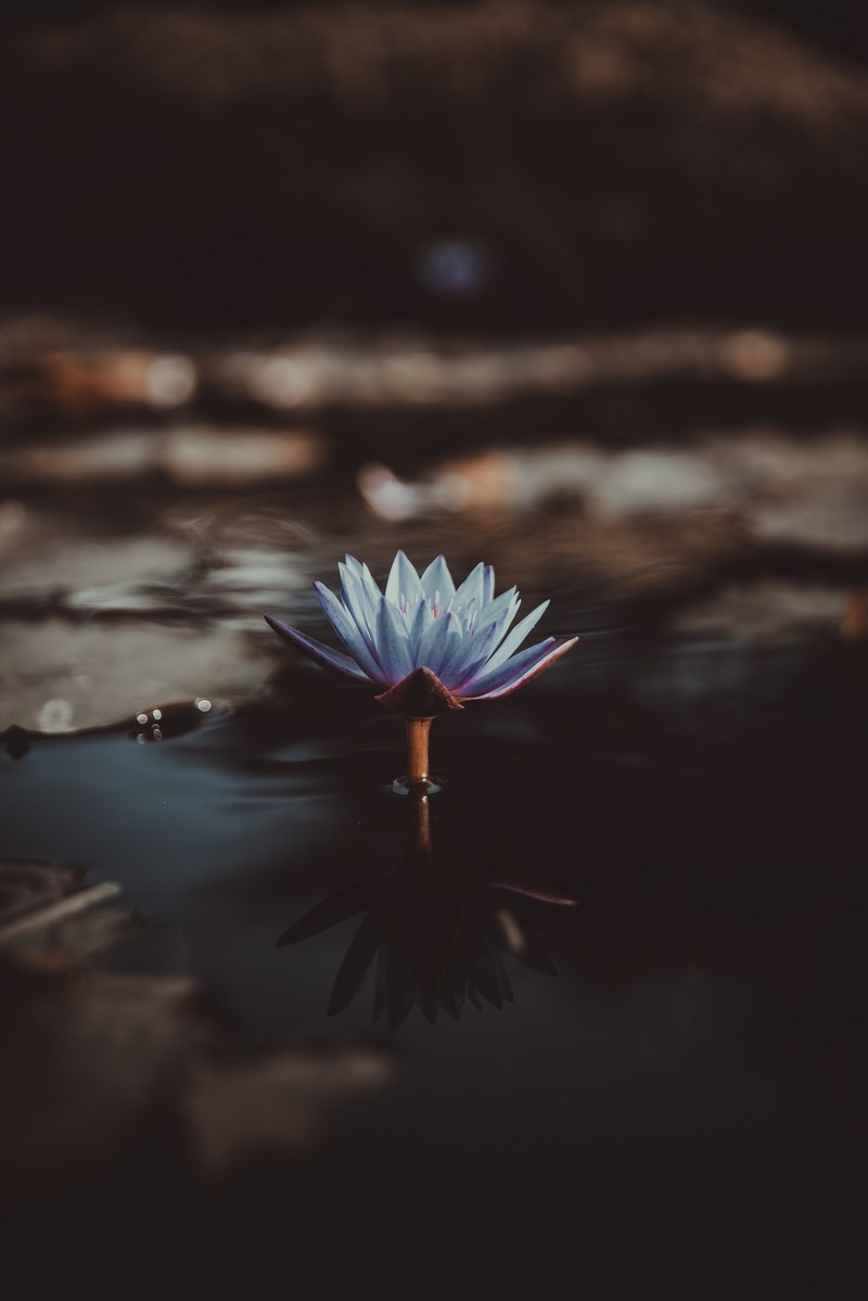 a light violet water lily jutting out from the surface of water, scared to be lonely 4k