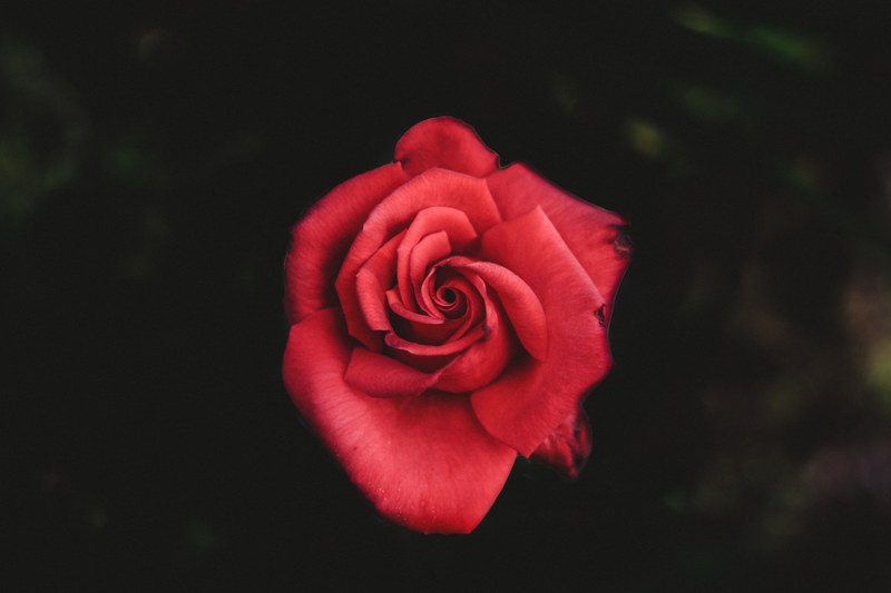 view from above of a single red rose against a black background, red rose from above 4k