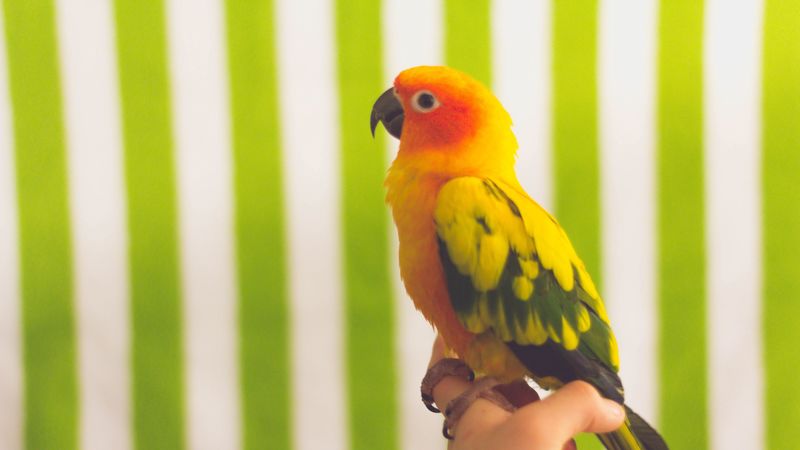 parrot, bird, colorful, 4k