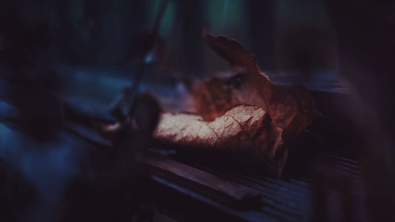 leaf, dry, drops, close-up, 4k