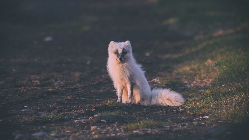 fox, arctic fox, sits, 4k