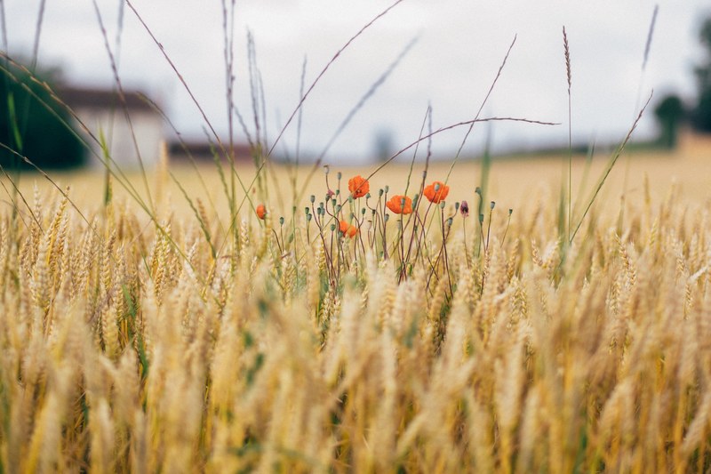 small gathering of poppies grow among a field of wheat, corn amp poppies 4k