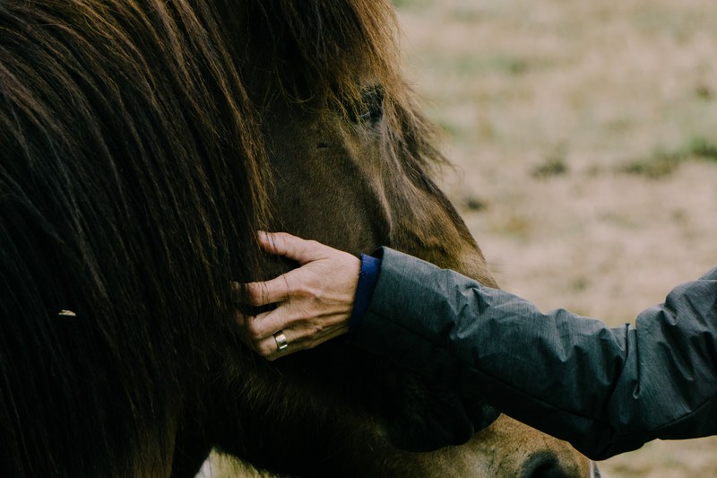 a person wearing a wedding ring pets a brown horses mane, man petting a horse 4k
