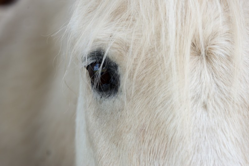 horse eye horse face and eye 4k