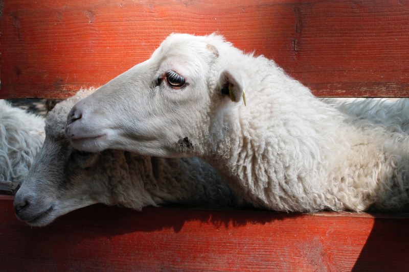 sheep peek through a farm fence, just a regular day in the zoo 4k