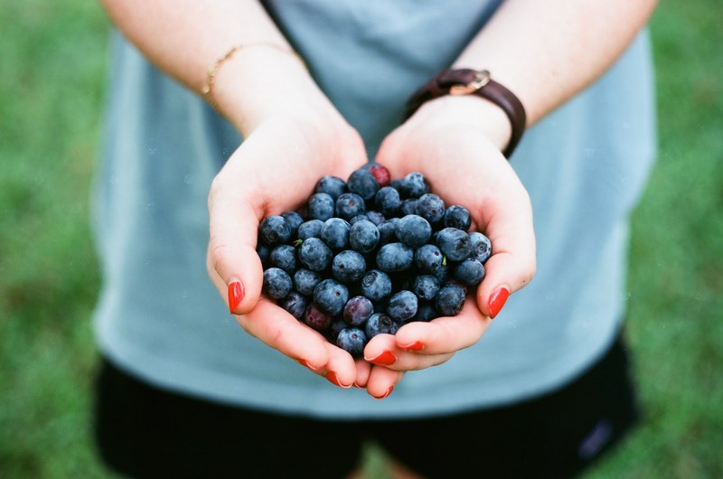 hands hold a bunch of freshly picked blueberries, handful of blueberries 4k