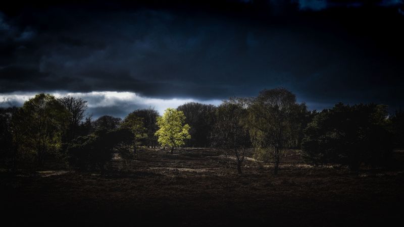 trees, clouds, earth, night, 4k