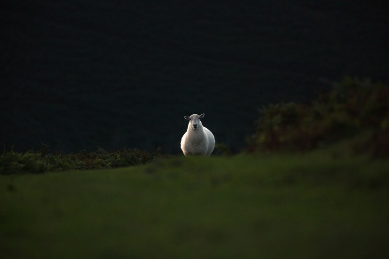animal sheep countryside and country 4k