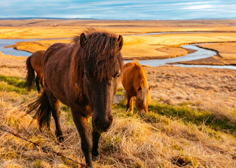 three horses grazing on dry grass with a stream at the back, horses my friends 4k