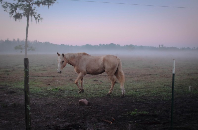 a palomino horse in a barbed wire enclosure on a misty morning, palomino horse in the morning fog 4k