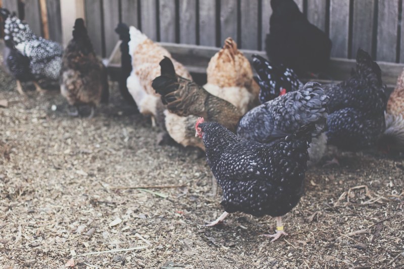 a number of hens enclosed in a pen, feathered strut 4k