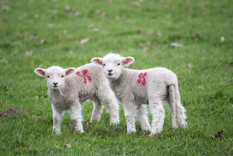 branded baby sheep standing in the field, lambs in a field 4k
