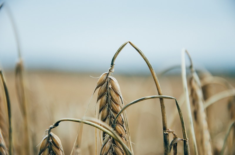 dry grains of wheat bow die at the end of the harvest, wheat crop 4k