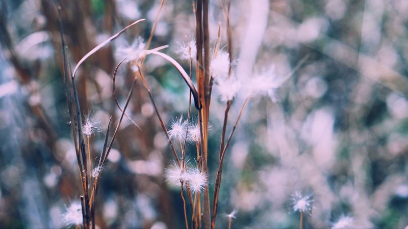 branch, plant, blur, 4k