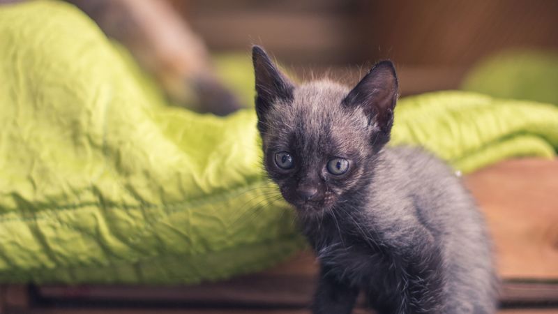kitten, baby, sitting, 4k