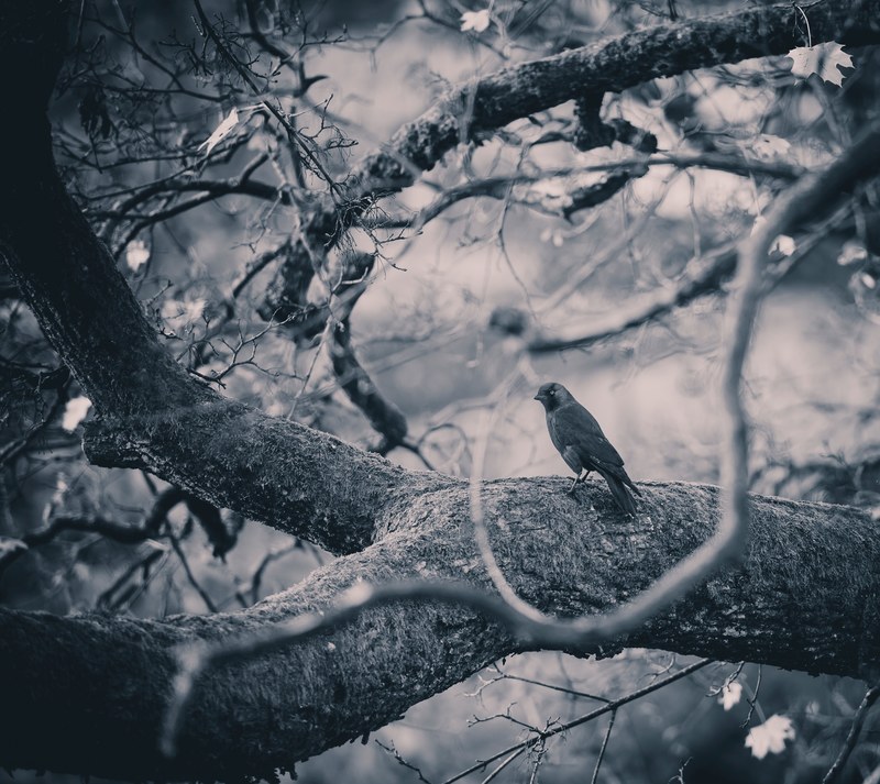 black and white shot of black bird sitting on thick tree branch in bors, monochrome bird on branch 4k
