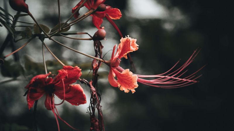 flowers, branches, buds, leaves, 4k