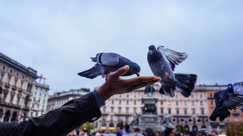 pigeons, feeding, hand, 4k
