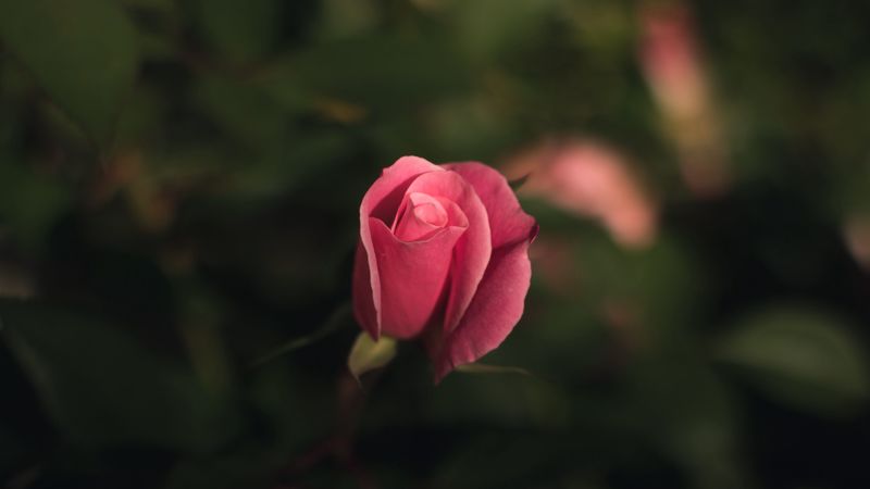 rose, bud, pink, blur, 4k