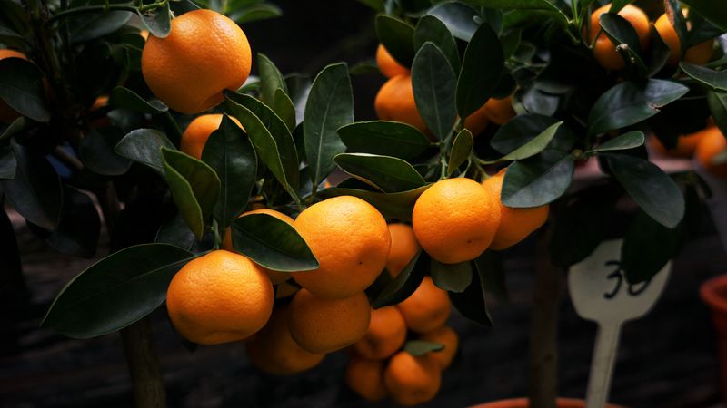 manadirins, branches, fruit, citrus, 4k