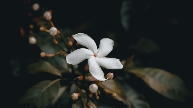 flower, bud, white, 4k