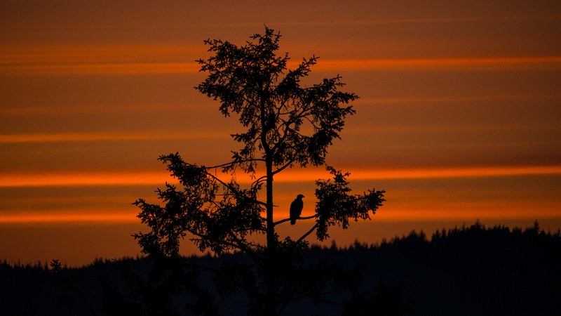 a silhouette of a bird sat in a tree in front of an orange sunset sky at hyde creek, eagle in the sunset 4k