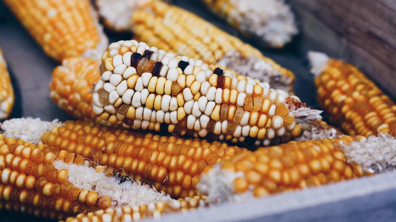 corn, cobs, vegetables, 4k