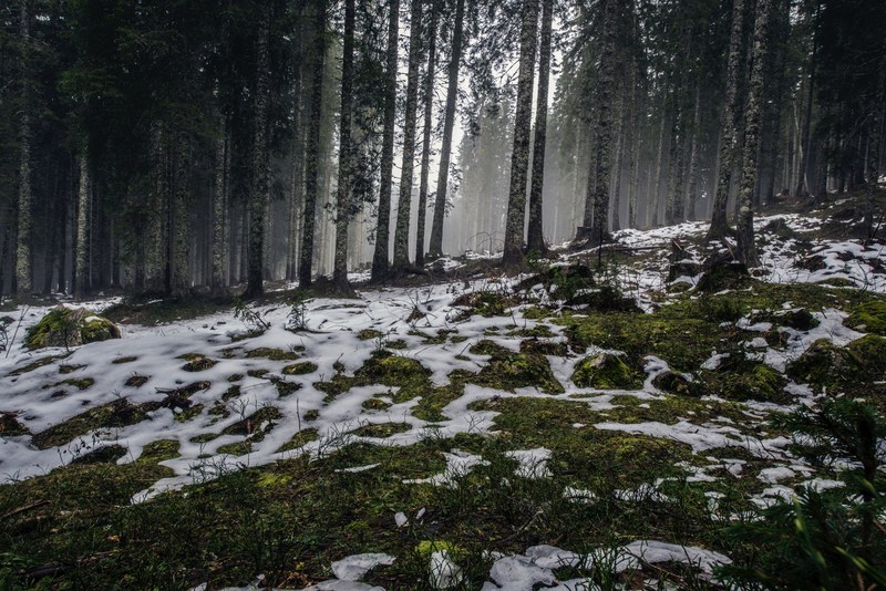 forest landscape melting and tree 4k
