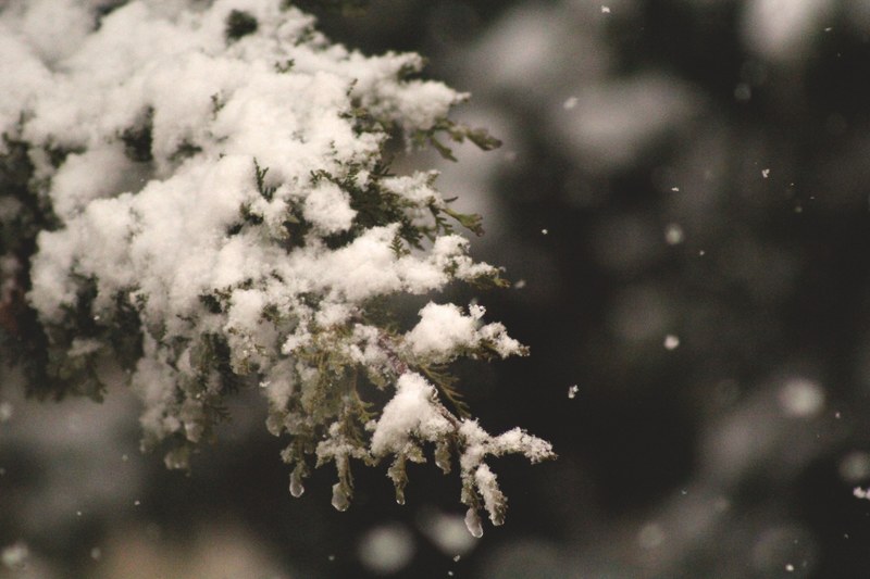 a closeup of a tree branch covered in snow in amman jordan, snow covered tree in amman 4k