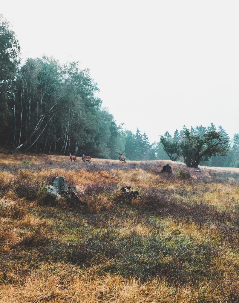 three deers in a brown field near a forest, deers at the forests edge 4k