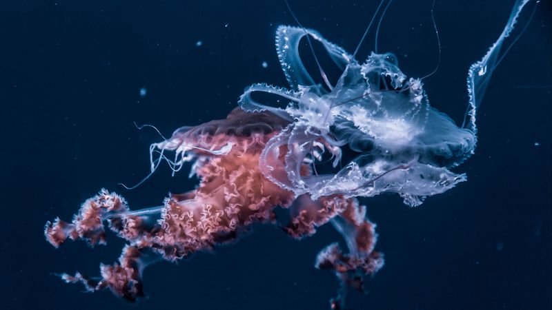 jellyfish, underwater world, tentacles, ocean, 4k