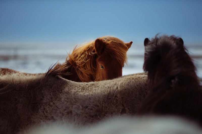 three horses standing close to each other in a snowy environment, horses nuzzling on a cold morning 4k