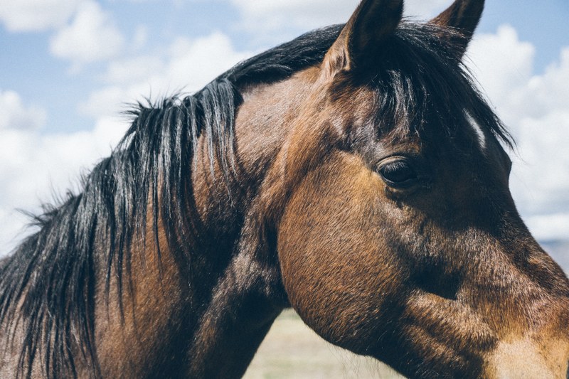 a close up of a horses head with a shiny black mane, shining horse mane 4k