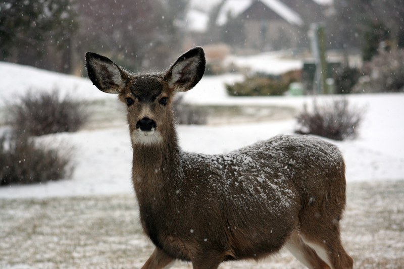 deer snow winter and doe 4k