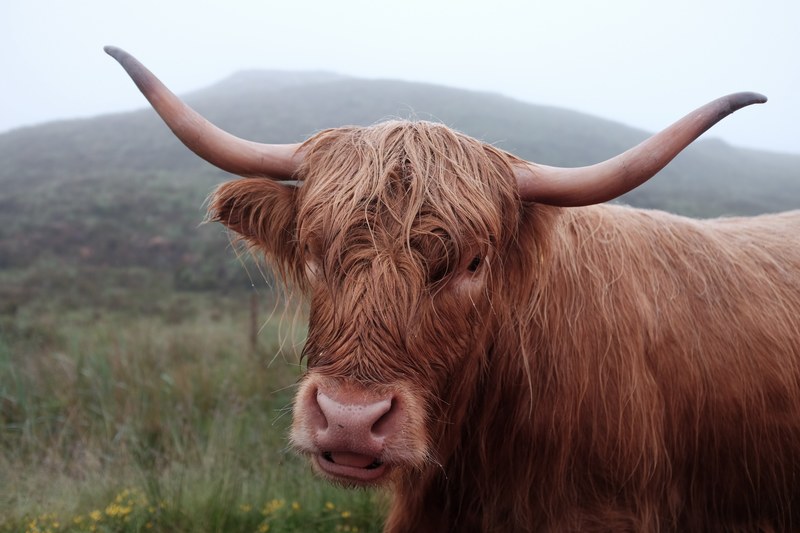 animal cow horn and highland cattle 4k