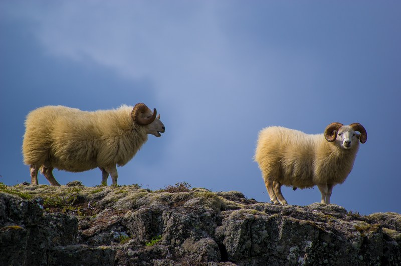 two white rams on a rocky cliff, rams on rocky cliff 4k